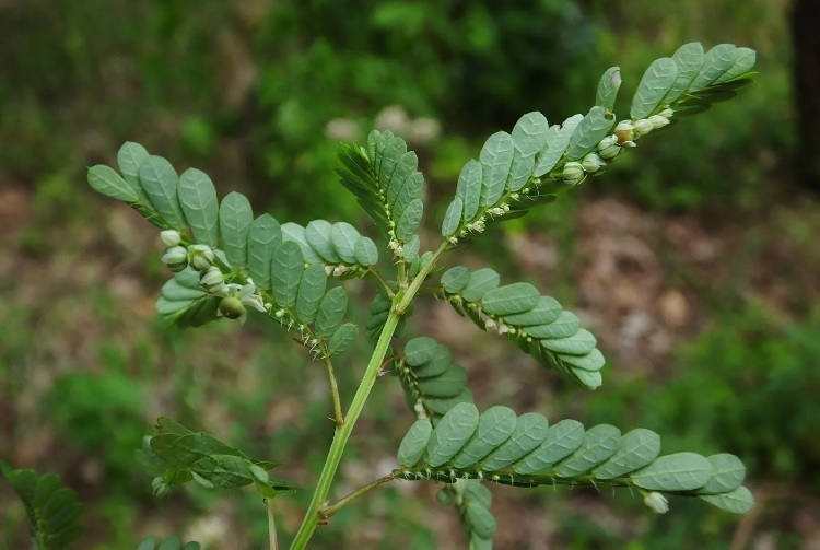 Meniran